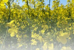 Allergiefrei durch den Frühling – Was hilft bei Pollenallergie?